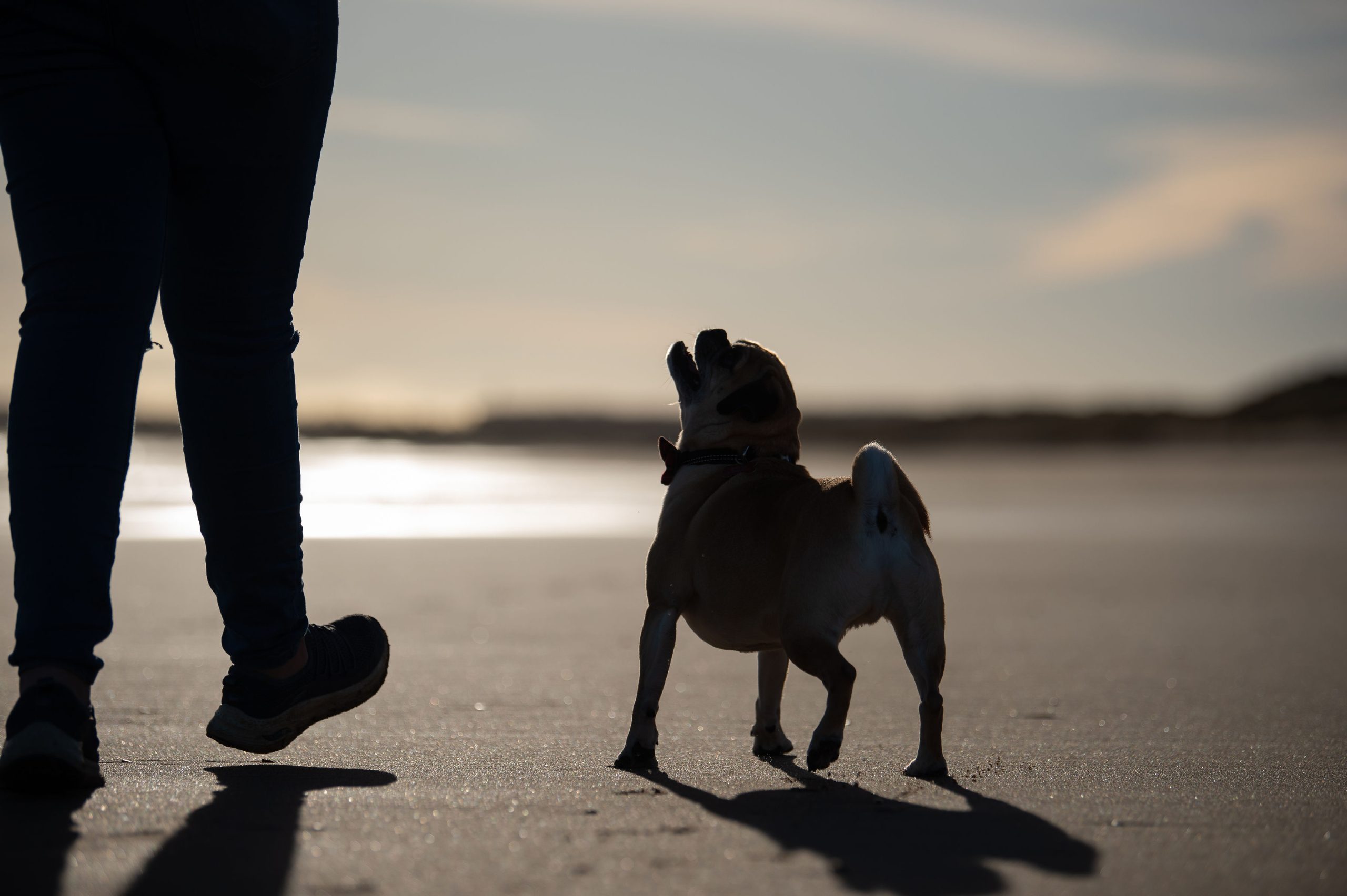 dog silhouette at the beach