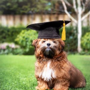 Puppy Training in Northumberland