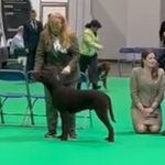 dog show coaching