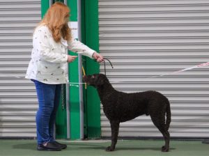 Dog show coaching