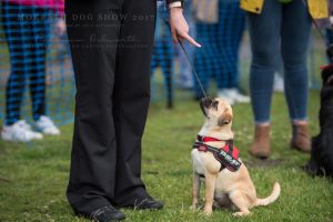 One to One Dog Training