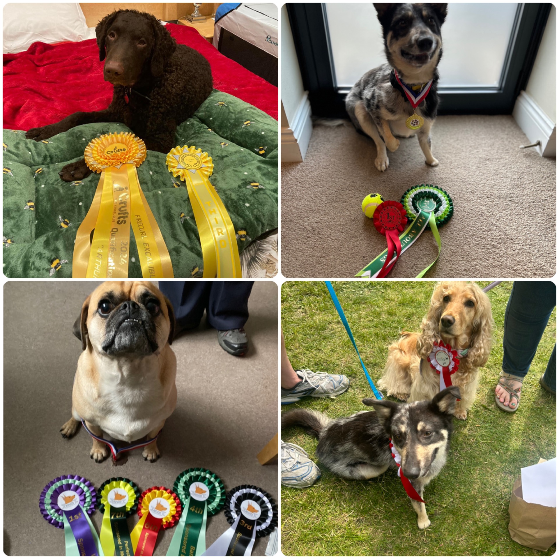 dog show success