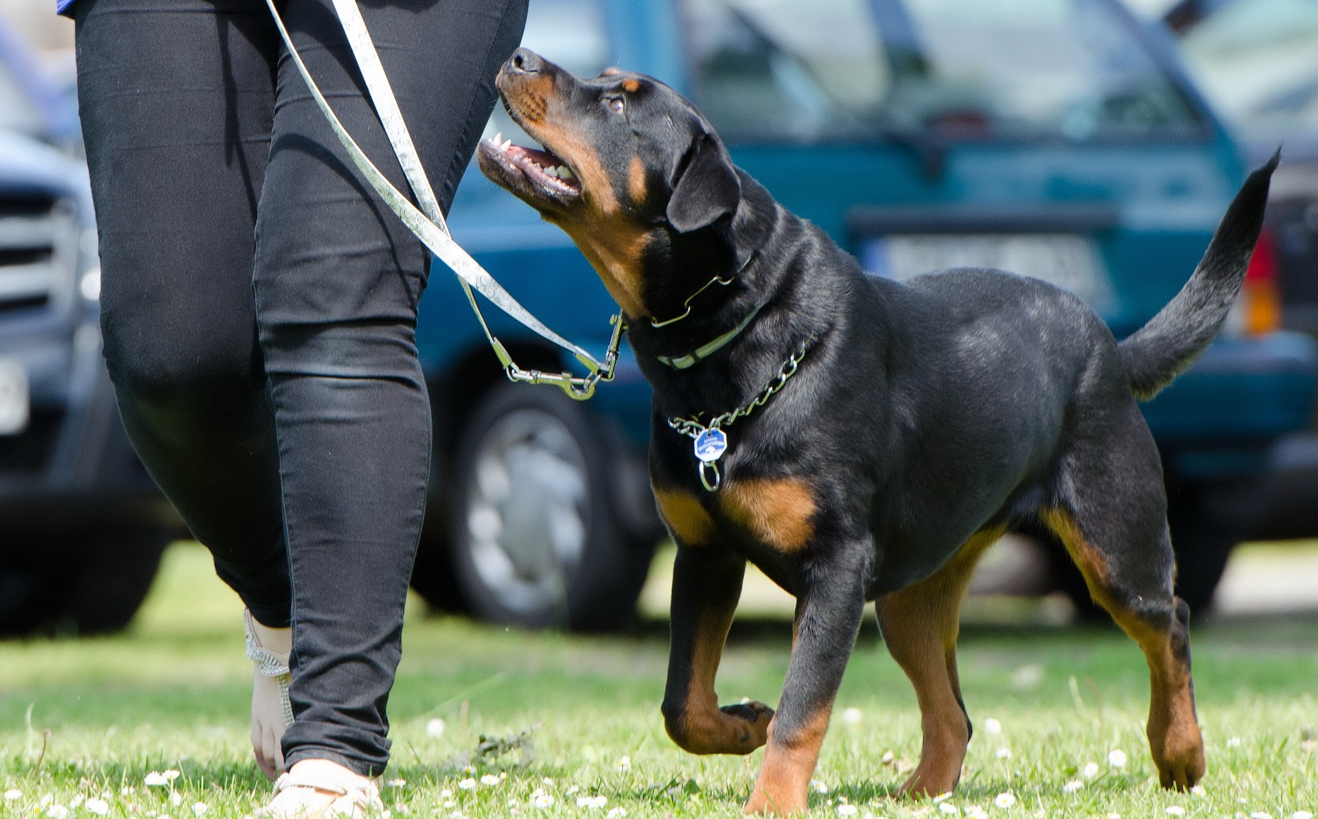 black and tan dog training