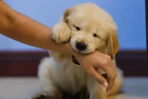puppy biting